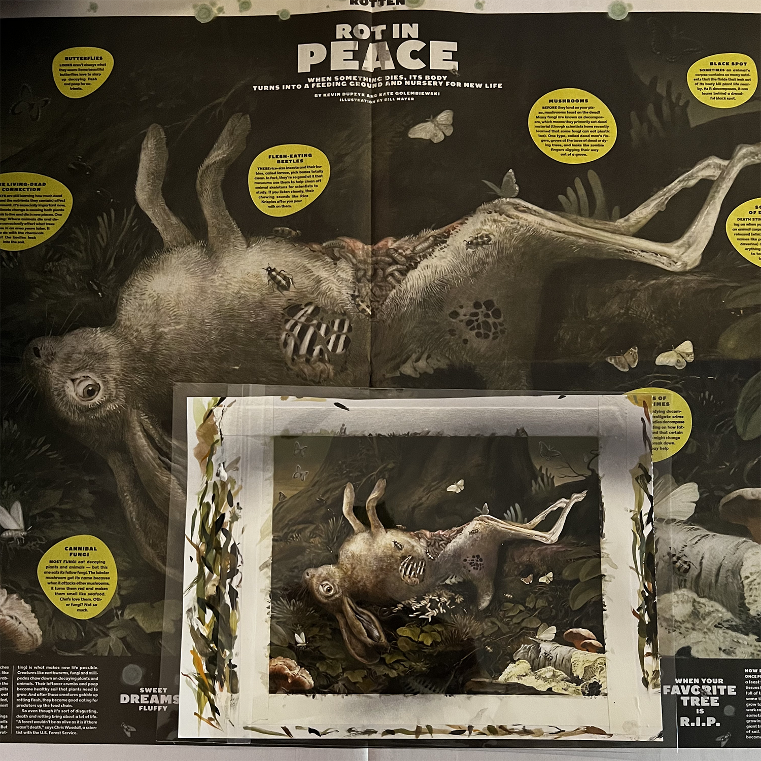 Rotten To The Core! — BILL MAYER STUDIO